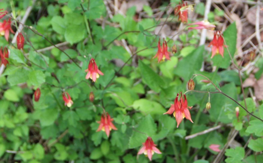 Eastern Columbine
